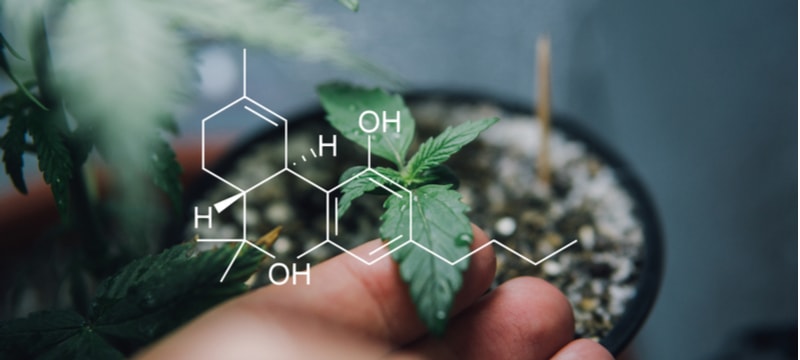 Biphasic Effect And CBD Dosage