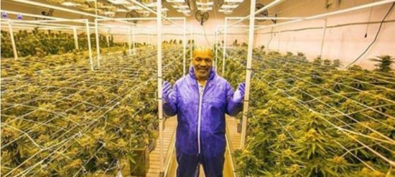 Mike Tyson reveals the cost of running a cannabis farm - BodyChekWellness